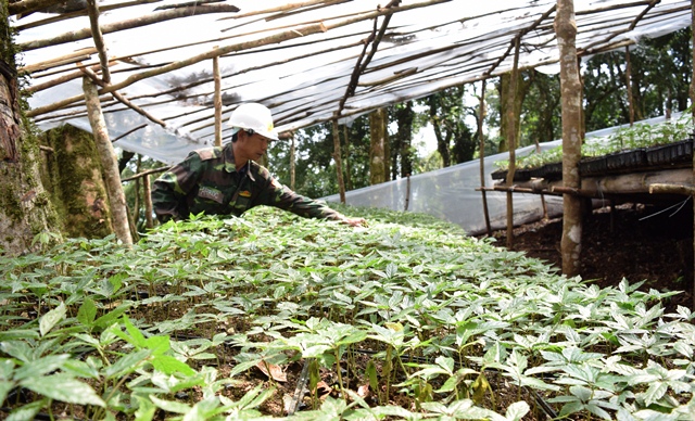 Vườn sâm Ngọc Linh 200 tỷ trên đỉnh trời Tây Nguyên